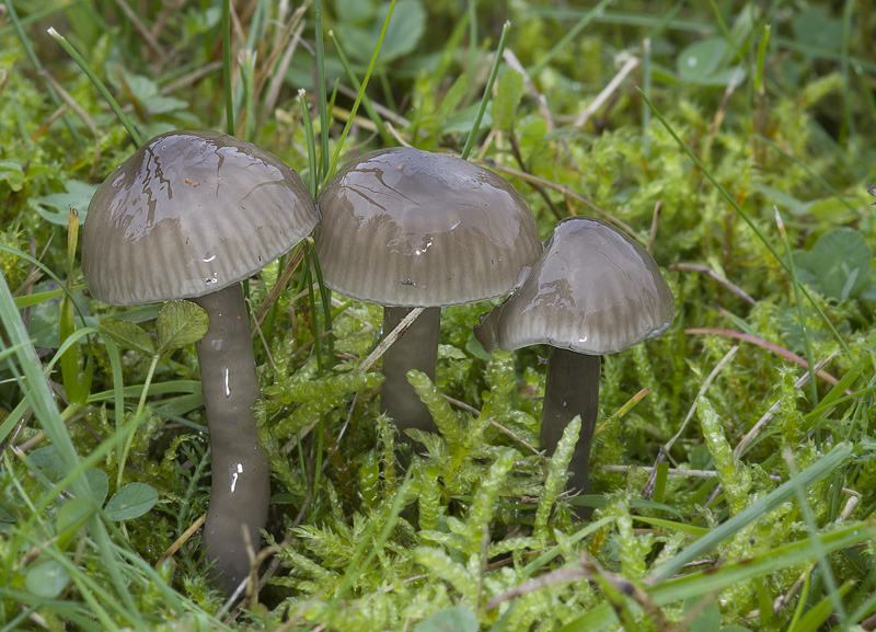 Hygrocybe irrigata